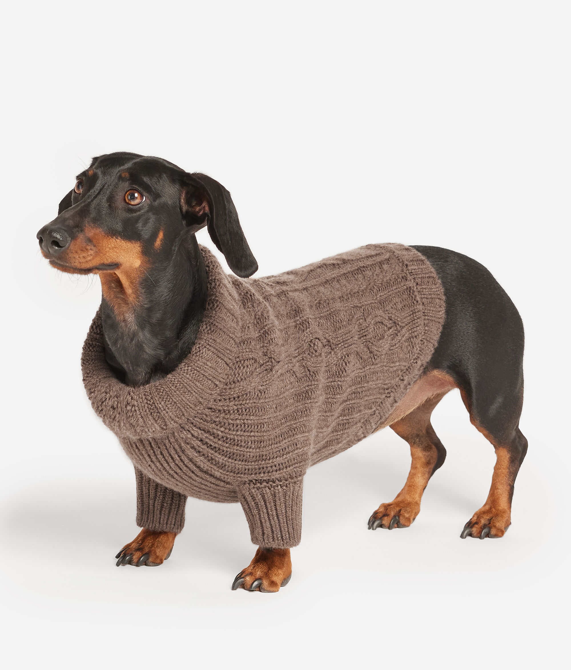 Cashmere Dog’s Garment